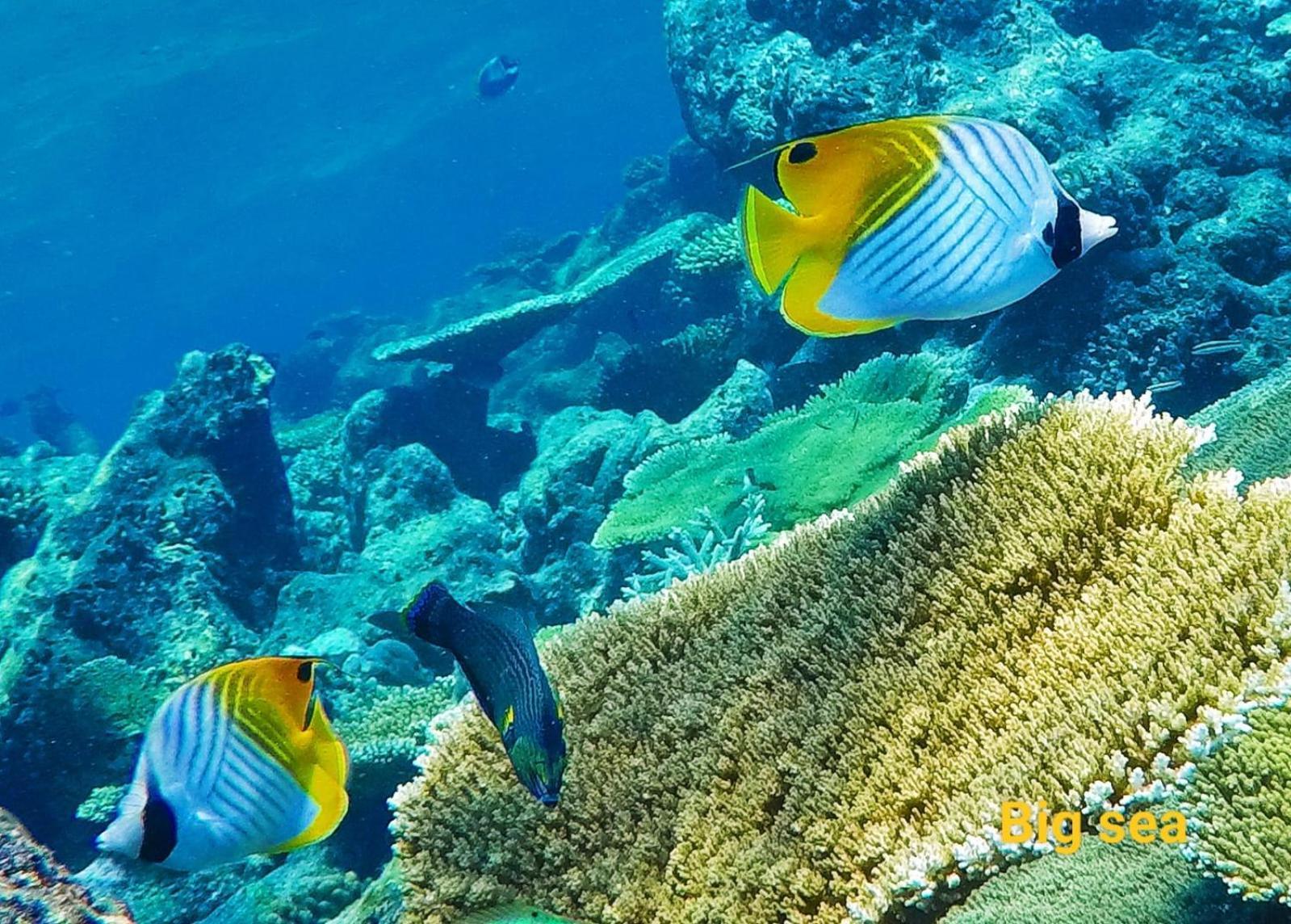 Moodhumaa Inn グライドゥ エクステリア 写真