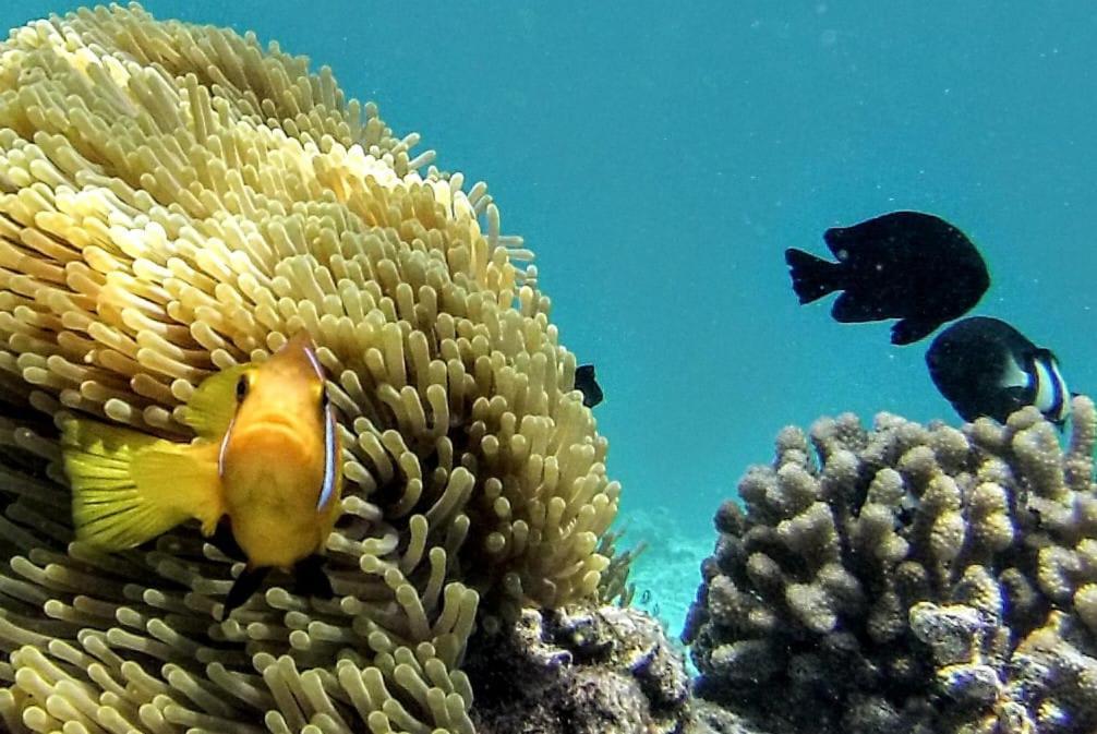 Moodhumaa Inn グライドゥ エクステリア 写真