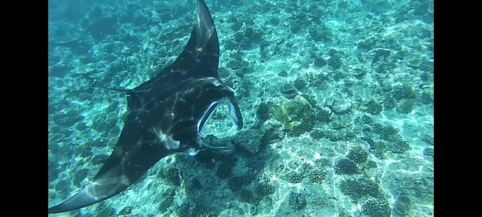 Moodhumaa Inn グライドゥ エクステリア 写真