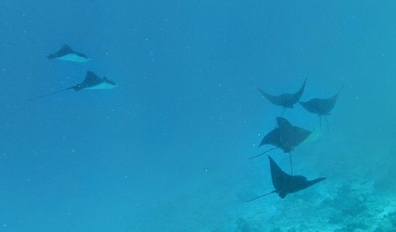 Moodhumaa Inn グライドゥ エクステリア 写真
