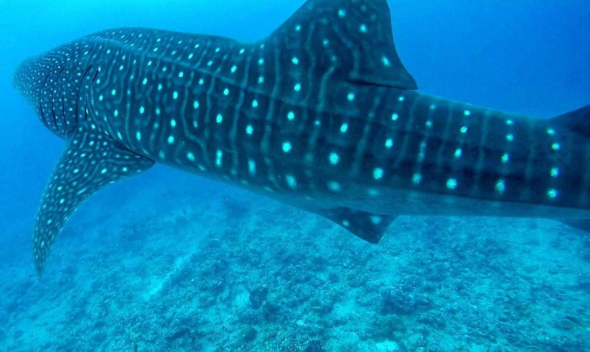 Moodhumaa Inn グライドゥ エクステリア 写真